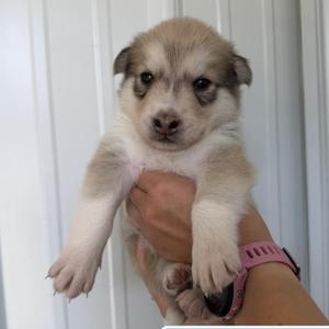 A small puppy with light brown and white fur being held in someone's hand. The puppy has dark eyes and a pink collar. The background is a white wall.