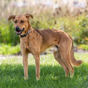 Leo, Retriever, Chesapeake Bay, adult, available for adoption