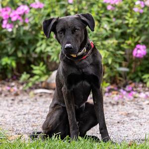 Tank, Retriever, Chesapeake Bay, adult, available for adoption