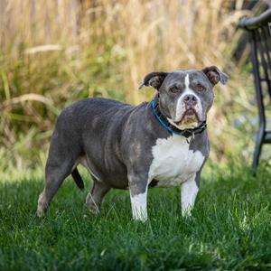 Camille, Terrier, American Pit Bull, adult, available for adoption