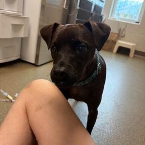 Buddy, Chihuahua, adult, available for adoption