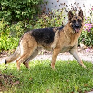 Banner, Shepherd, German, adult, available for adoption