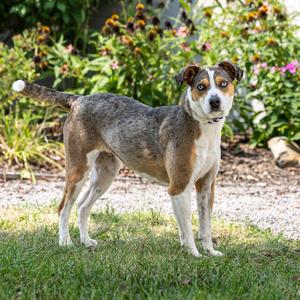 Harper, Shepherd, Australian, adult, available for adoption