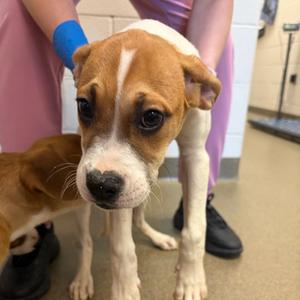 Bagel, Boxer, puppy, available for adoption