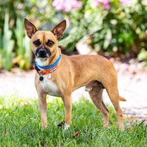 Duke, Chihuahua, adult, available for adoption