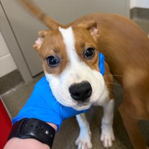 Donut, Boxer, puppy, available for adoption