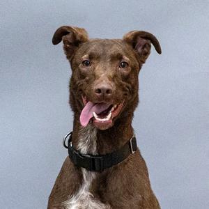 Rufus, Shepherd, Australian, adult, available for adoption