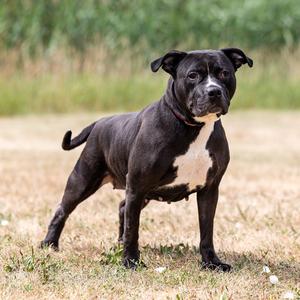 Luna, Terrier, Pit Bull, adult, available for adoption