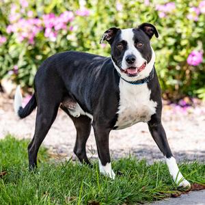 Mac, Retriever, Labrador, adult, available for adoption