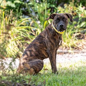 Nevaeh, Mixed Breed (Large), adult, available for adoption