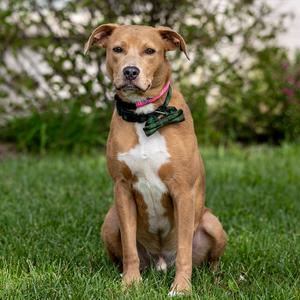 Goose, Mixed Breed (Medium), adult, available for adoption