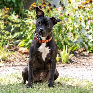 Nano, Terrier, American Pit Bull, adult, available for adoption