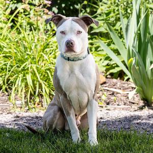 Zuko, Terrier, Pit Bull, adult, available for adoption