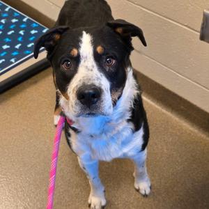 Bandit, Cattle Dog, Australian (Blue Heeler), adult, available for adoption