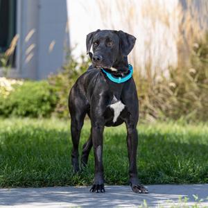 Taz, Weimaraner, adult, available for adoption