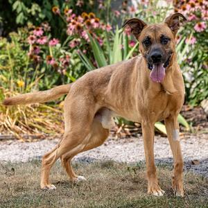 Willy, Shepherd, German, adult, available for adoption