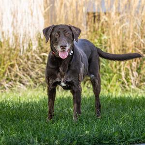 Kasey, Retriever, Labrador, senior, available for adoption