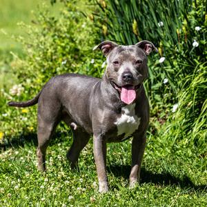 Sky, Terrier, Pit Bull, adult, available for adoption