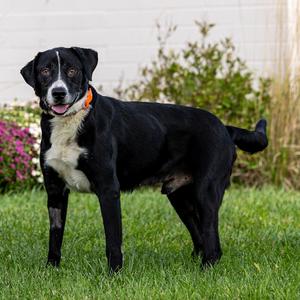 Benny, Retriever, Labrador, adult, available for adoption
