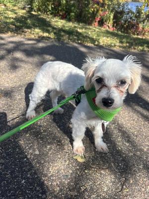 Dayton, Maltese, puppy, available for adoption