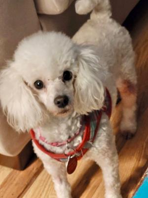 Brigette, Poodle (Toy), adult, available for adoption