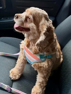 Daisy Duke, Cocker Spaniel, adult, available for adoption