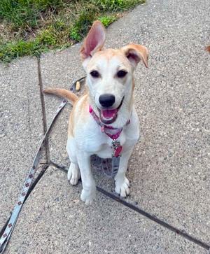 Cheddar Bay Biscuit, Labrador Retriever, puppy, available for adoption