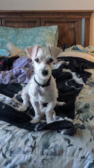 Archie, Maltese, puppy, available for adoption