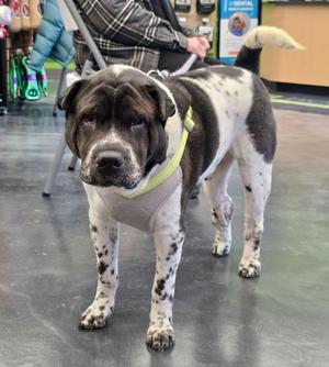 A black and white dog with droopy skin and spots stands on a linoleum floor, looking forward. It has a yellow collar and harness on.