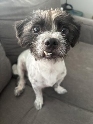 Dale, Maltese / Poodle (unknown type), adult, available for adoption