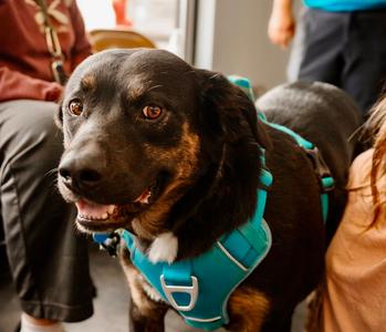 Argo, Pit Bull Terrier / Australian Shepherd, adult, available for adoption