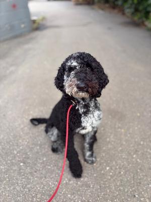 Doug, Poodle (Standard), adult, available for adoption