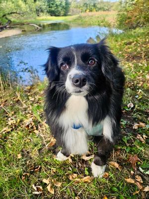 Dove, Australian Shepherd, adult, available for adoption