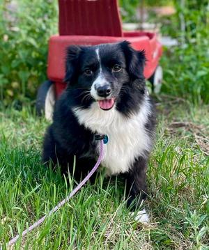 Dove, Australian Shepherd, adult, available for adoption