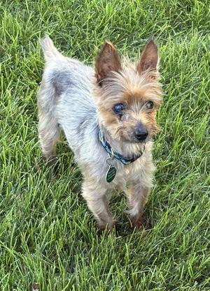 Gandalf, Yorkshire Terrier Yorkie, senior, available for adoption