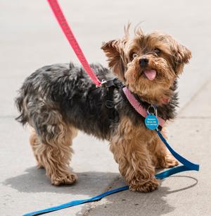 Albany, Yorkshire Terrier Yorkie / Maltese, adult, available for adoption