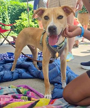 Cheeto Dust, Catahoula Leopard Dog / American Pit Bull Terrier, young, available for adoption