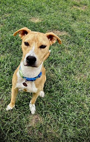 Cheeto Dust, Catahoula Leopard Dog / American Pit Bull Terrier, young, available for adoption