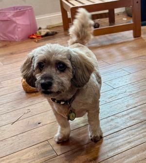 Coco, Shih Tzu / Havanese, senior, available for adoption