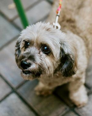 Coco, Shih Tzu / Havanese, senior, available for adoption