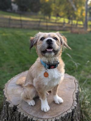 A small dog with a light brown and white coat sitting on a tree stump in a grassy field.