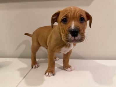 A brown puppy with a white chest and paws standing on a white surface.