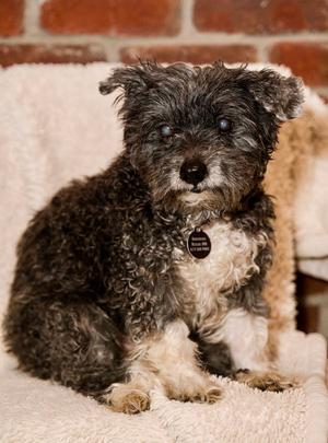 Gary, Schnauzer / Maltese, senior, available for adoption