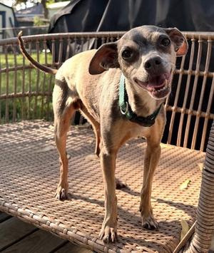 Gerald Frederick, Chihuahua, senior, available for adoption