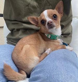 ChaCha, Chihuahua, adult, available for adoption