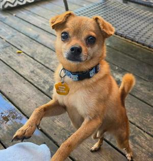 Ace, Chihuahua, adult, available for adoption