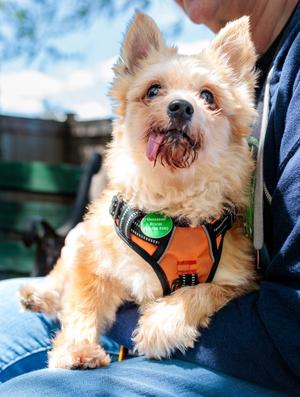 King, Chihuahua, senior, available for adoption