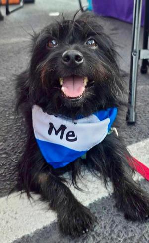 Ducky, Yorkshire Terrier Yorkie, senior, available for adoption
