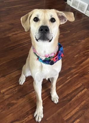 Daphne, Labrador Retriever, adult, available for adoption