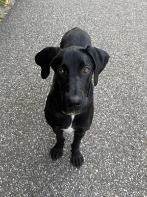 Beauregard, Great Dane, young, available for adoption